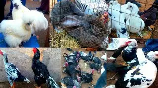 паранда бозори хулбуки нохияи восе