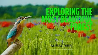 RelaxationMagnificent Birds | Stunning Nature | Stress Relief | Relaxing Birds Sound | Soothing Bir