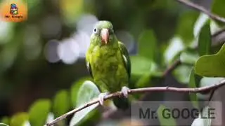 فيروزيات الصباح