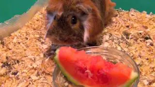 Морская свинка ест арбуз. забавное видео