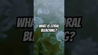 Why do corals turn white? 