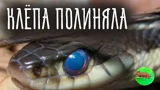 ЛИНЬКА УДАВА/ Molting Cleopatra