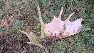 Второй рог из пары.