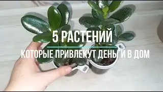 5 растений, которые помогут привлечь деньги в дом и улучшить благосостояние
