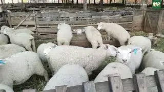 Criadores de ovinos da Apisco fazem a primeira entrega de cordeiros de 2022