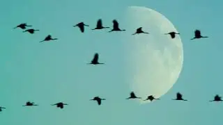 Поёт-Леонид Бобров-Журавли.