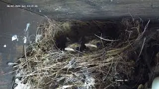 Robins being fed by both parents