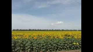 Николаевские голуби Сергея Родионова. (Ностальгия?... Размышления). Волгоград. Часть 82
