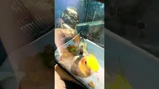Бедный попугай Ромочка ездил к ветеринару#попугаи #попугай #домашниепитомцы #переломкрыла