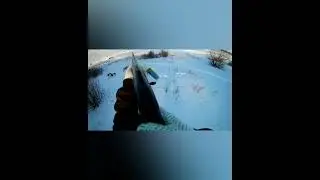 Реакция собак на выстрел...