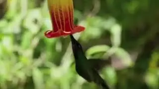 Мокрый нос. Самый длинный клюв