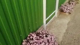 поход домой