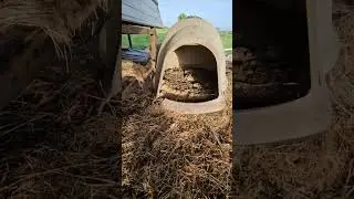 Maremma puppies training food, aggression, doghouse, l g d livestock guardian dog.