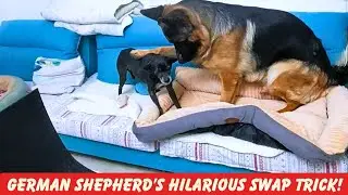 The Great Doggy Switch: German Shepherd’s Hilarious Takeover!