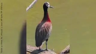 UM FINAL DE SEMANA NO ZOOLÓGICO