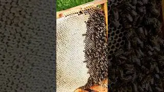 Качаємо мед! 👍🙂 #bee #влог #beekeeper #beekeeping