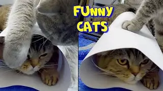 СПОРИМ РАССМЕШИТ.🐱Кошка в тубусе. Тубус на кошке.Funny cats.