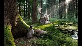 Música relajante con sonidos del bosque, 1 hora de relajación y meditación