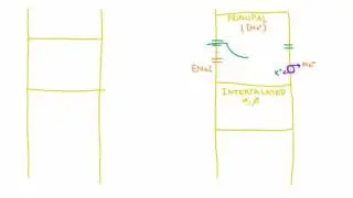 Reabsorption of sodium in the collecting duct of the nephron