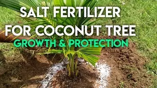Use of Salt as Organic Fertilizer & Protection for Coconut Tree 