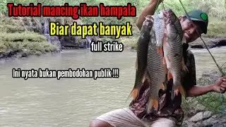 📌 Tutorial on fishing for Hampala fish in the wild 📢