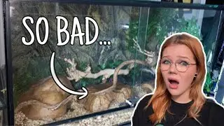 Reacting To My AWFUL Reptile Enclosures...