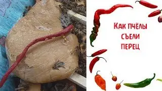 Как пчёлы съели перец