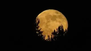 Horror moon - Copyright Free Video