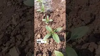 તલ ની ખેતી 🌾 તલ માં પહેલું પિયત