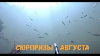 Подводная охота - Сюрпризы августа