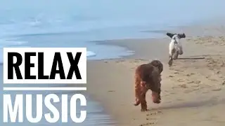 Relax Music My friends