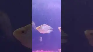 Fish Aquarium and Mela Vivek Vihar | Fishes | #Shorts #trending #fishes