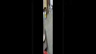 招財的可愛日常