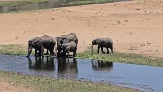 Elephant herd with young calves head to the Letaba River. #wildlife #safari #nature #krugerpark