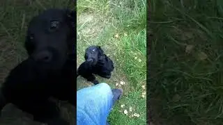 #собака #прикол #дресировка #щенок #dog #dogs #black #рекомендации