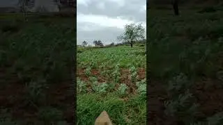 Rif Al Hoceima Tabi3a lhamdollah 🌿🌾🍁🌱🥶 الريف إقليم الحسيمة الطبيعة