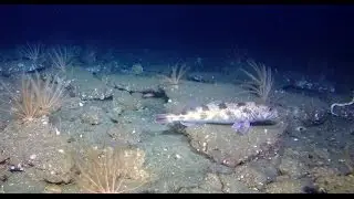 Santa Barbara Channel - Various Lingcod at 370'