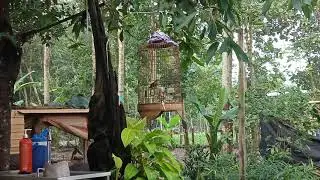 kênh tiểu mi hót sang