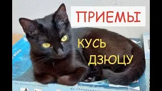Секреты боевой техники Кусь Дзюцу. Приемы кошачьи в партере и стойке.