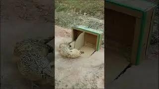 Creative amazing bird trap #shorts #youtubeshorts