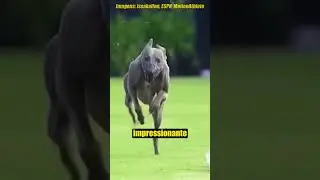Esse é o Dog Mais Rápido do Mundo 🐕
