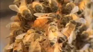 Beekeeping: A Huge Swarm Turning Up Update.