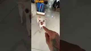 Niki bite the Kuchi Kuchi