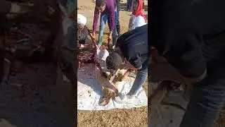 خميس سلخ الخروف قبل ما يذبحه##