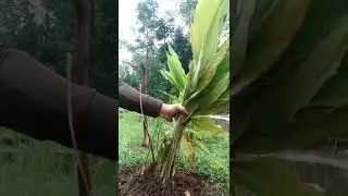 PANEN KUNYIT USIA 4 BULAN 