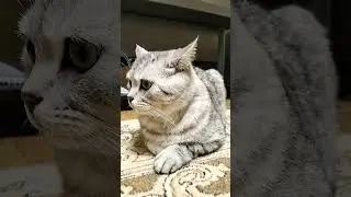 У кота серьезные проблемы с географией #смешнойкот #cat #смешныекоты #умныйкот #прикол #смешныекошки