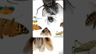 கார்த்திகை தீபம் அறிவியல் 