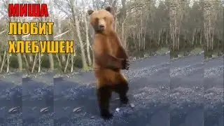 МЕДВЕДЬ ЕСТ ХЛЕБУШЕК. 