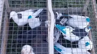 #Pigeons