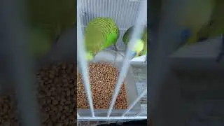 طائر البادجي